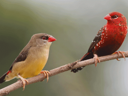 Cultural Tour with Tiger