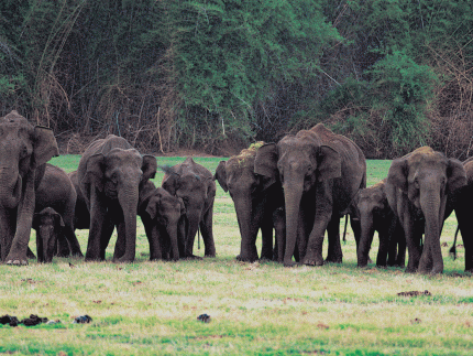 South India Wildlife Tour