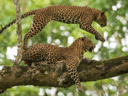 Tiger Safari with Ranthambore