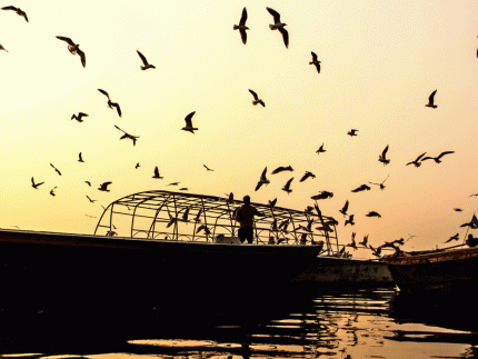 Tiger Tour with Ganges