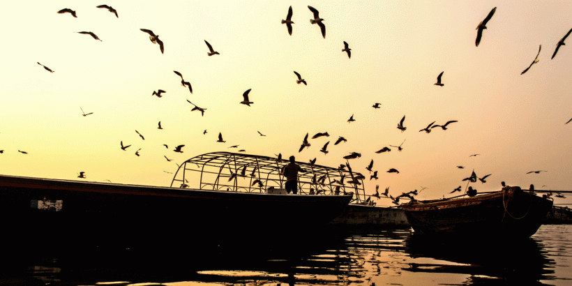 Migratory_Birds_in_Varanasi
