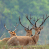 North-India-Wildlife