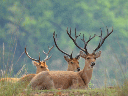 North India Wildlife Tour