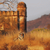 Ranthambore-National-Park-S