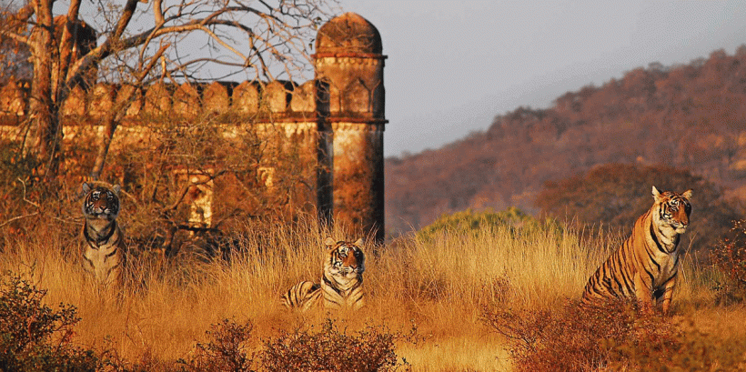 Ranthambore-National-Park-S
