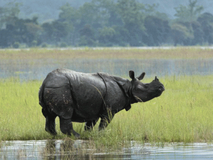 Discover North East with Kaziranga