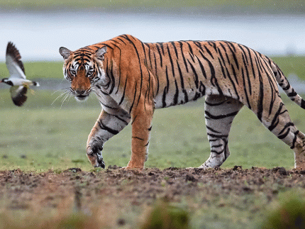 Tiger Safari In India