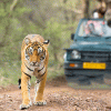 jeep-safari-in-jim-corbett-