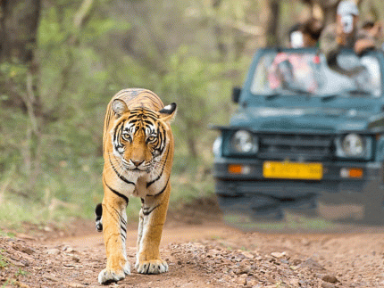 Tiger Safari in Corbett