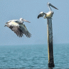 Chilika_Lake1