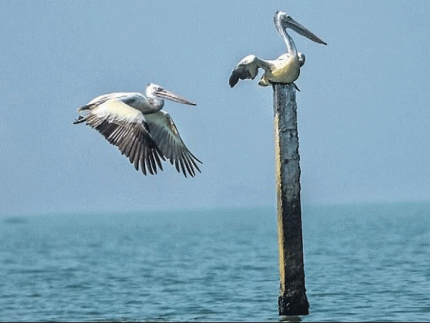 Odisha Wildlife with Bird Watching Tour